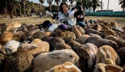 世界上生活著可愛動物的15座小島