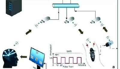 你和蟑螂可以進行溝通 上海交大實現人腦意念遙控蟑螂