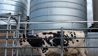 中國乳企集體“出海”：南美會是新領地？