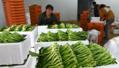 農(nóng)業(yè)部:到2020年我國新型職業(yè)農(nóng)民將超2000萬人