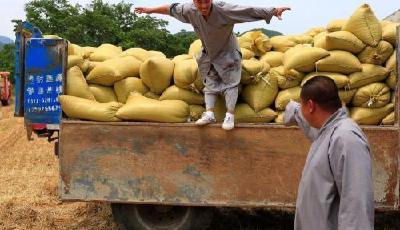少林寺120畝地豐收 僧人收麥學李連杰經典動作