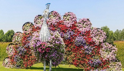 迪拜建世界最大最美花園 耗4500萬朵鮮花