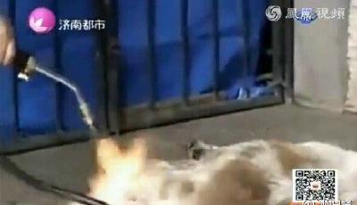 女子噴火槍烤狗面帶笑容 28秒后狗狗成焦尸