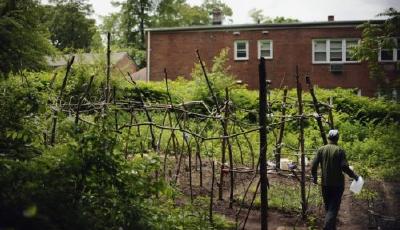 中國(guó)家長(zhǎng)耶魯大學(xué)種菜獲贊 可施肥不能用殺蟲(chóng)劑