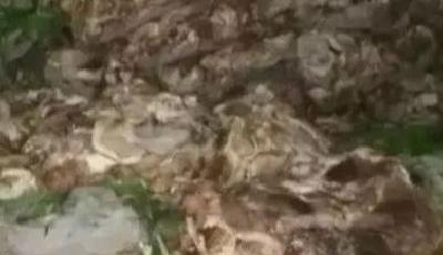 食品藥品監管總局：查獲四五年前所產走私凍肉