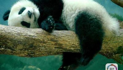 新華社揭秘大熊貓有多懶：超乎你想象