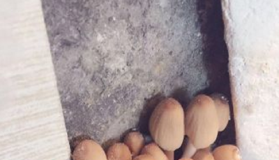 剪開壁紙全是蘑菇 網友調侃：買房送蘑菇