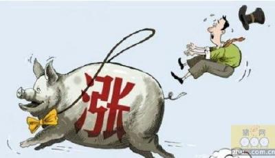 豬肉價格飛速上漲背后隱藏了什么經(jīng)濟信號？