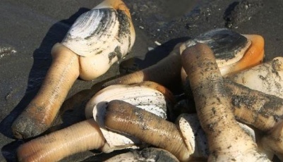 美國象拔蚌熱銷中國 英媒：中國人認為它像陽具