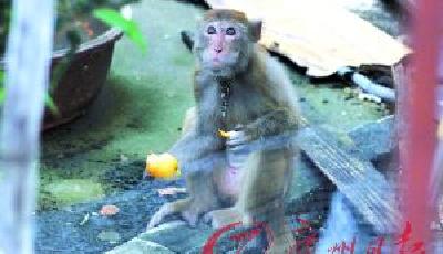廣州一猴子搶小貓當寵物抱在懷里游走  疑遭遺棄