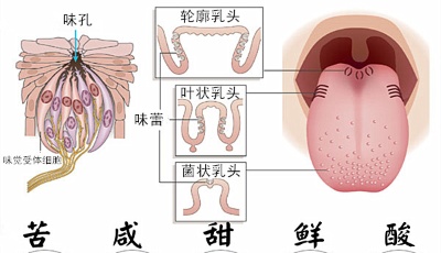 黃瓜有望變烤肉：科學(xué)家發(fā)現(xiàn)第六種味道“肥”