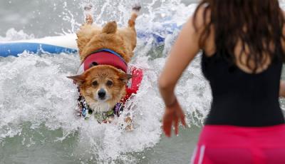 超六成民眾呼吁取締玉林狗肉節 黑產業鏈曝光