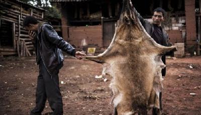 村民吃"野狼"震驚網民 經專家鑒定是土狗