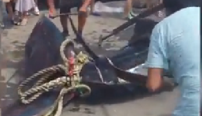 "世界最大魚"鯨鯊疑在廣東被活宰 民眾圍觀合影