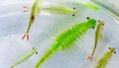 滄州疑現仙女蝦 疑似與恐龍同時代生物