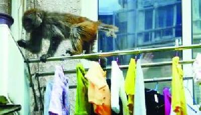 徐州“大圣歸來”:猴群攔路搶食偷窺民居恐嚇女性