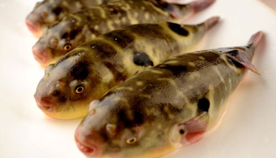 吃河豚中毒多在“私廚”：不少人憑老經驗處理河豚