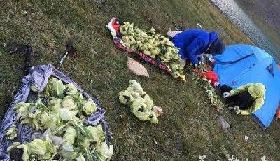 驢友盜挖天山雪蓮發圖炫耀 警方介入領隊發帖道歉