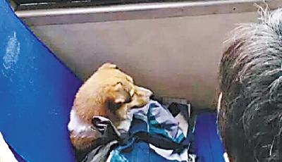 重慶大媽早高峰替狗占座 稱(chēng)替狗刷卡就該坐