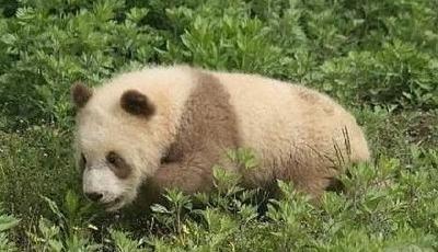 陜西發(fā)現(xiàn)罕見(jiàn)棕白色熊貓 網(wǎng)友笑稱(chēng)媽媽沒(méi)墨了
