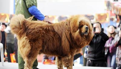 藏獒經濟神話破滅 王者尊嚴不在下一站屠狗場