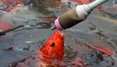 合肥公園用奶瓶喂魚 游客感嘆“城會玩”(圖)