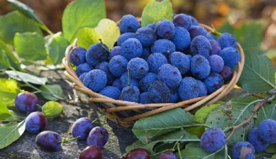 花錢(qián)補(bǔ)腦？吃這些天然食物可以變聰明喲！