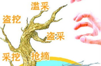 搶摘盜挖屢禁不絕 戕害野生動植物的罪與罰