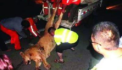 安徽一獅子上高速逼近服務區 特警20多槍擊斃