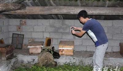 炒雞萌！四川一野生大熊貓下山偷吃10多箱蜂蜜
