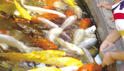 十一假期去哪玩?來(lái)青島海底世界喂吃奶魚(yú)吧
