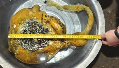 四川男子沱江釣起“怪物” 專家稱疑似太歲(圖)