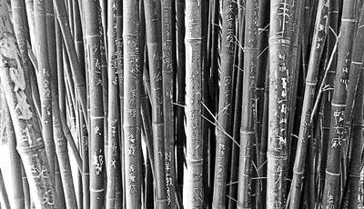 北京多景區竹林被毀容 一根竹子刻字達40個(圖)