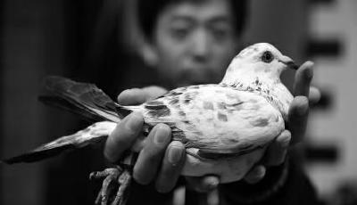 地震干擾773只信鴿24小時零歸巢 悲壯比賽業內震驚