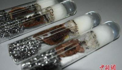 800只活體螞蟻"偷渡"入成都被查 危害大于白蟻