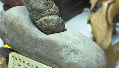 撿塊石頭價值一億 似性器官取名生命之源