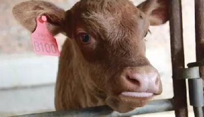 中國量產(chǎn)克隆牛多數(shù)人拒吃 專家：其實很安全