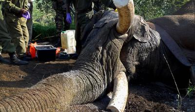 騰訊聯合多機構啟動“愛象月”行動  一起對象牙貿易說“不”