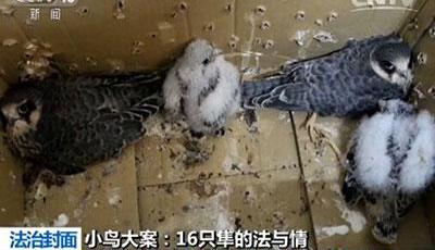 大學(xué)生掏鷹隼出售被判10年半 實(shí)際已是輕判