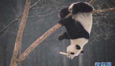 圖片故事：大熊貓東北過冬記 賣萌耍寶不亦樂乎