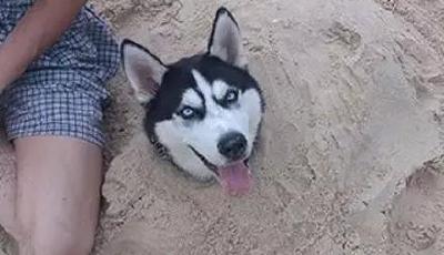 哈士奇混上了其他狗狗會變成什么樣子？搞笑加倍