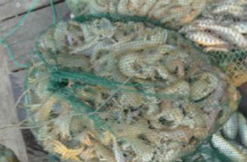 上海鮮活大河蝦沖破90元一斤 因貨源減少了