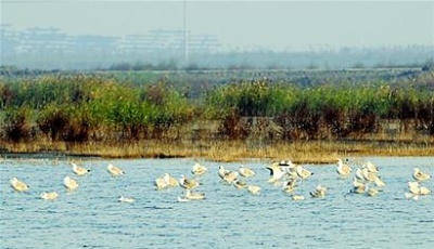 山東53處濕地入選保護名錄 膠州少海濕地公園上榜