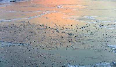 黃河大面積結(jié)冰 冰層似絲帶美如畫