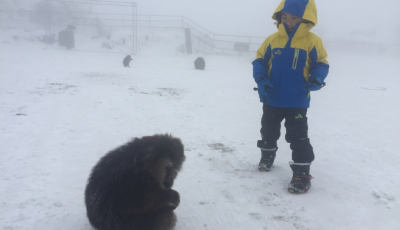 峨眉山受傷靈猴求助游客 系12歲猴王手下40余猴