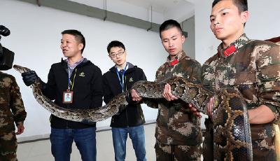 近5米長巨蟒現深圳市區 拉直約兩層樓高(圖)