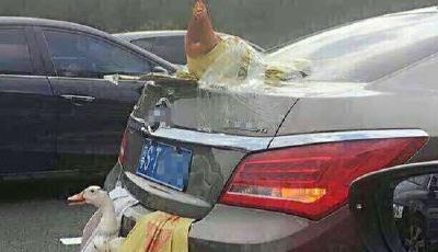 曝兩鴨一雞"乘車"上高速 網(wǎng)友:后置發(fā)動雞(圖)