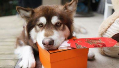 王思聰的狗獲2cm“錢磚紅包” 網友：人不如狗