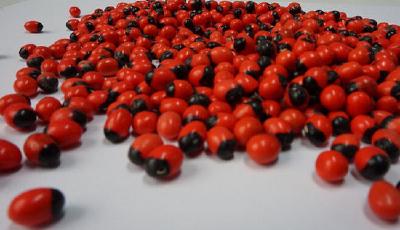 世界毒性最強植物雞母珠在廣州出現 1顆可致命