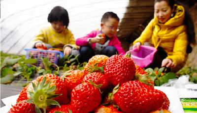 青島公交集團發布草莓采摘乘車攻略